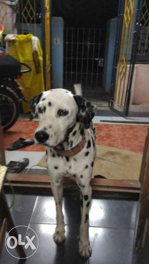 Dalmatian pure breed only for mating.