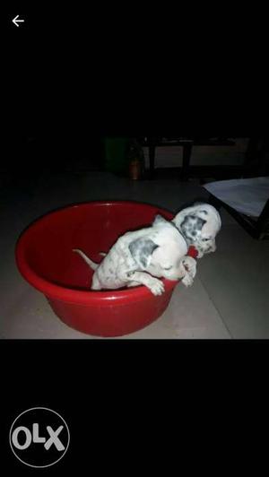 Dalmitian Puppies for sale