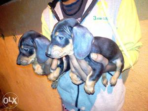 Daschund good quality pups available male 4.5 k