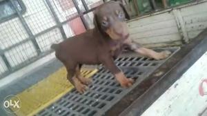 Dobbermen super quality puppies male and female