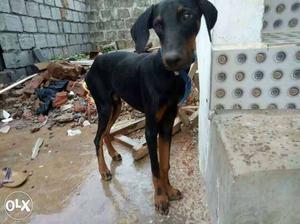 Doberman 8months old male pure breed vaccine done
