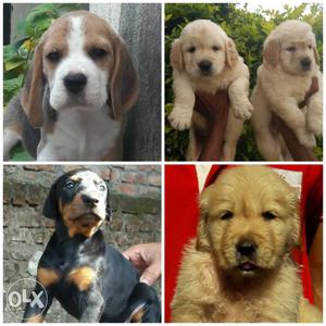 Doberman, Labrador, Golden Retriever & Beagle