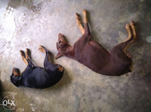 Doberman male brown and female black, 11 months