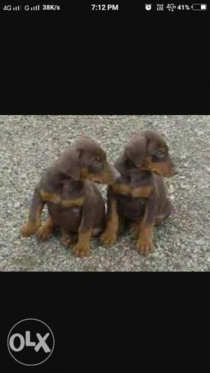 Doberman puppy avilable