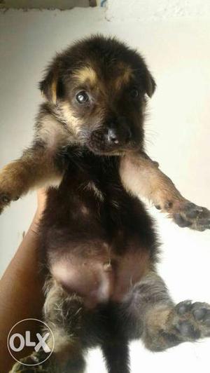 Dog for german