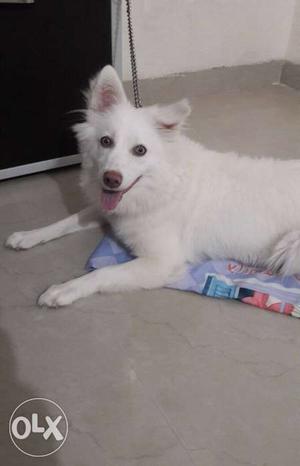 Dog..full white american pomerian paltu hai susu bhi toilet