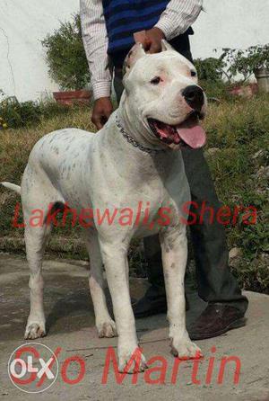 Dogo Argentino pups with kci papers mother father Indian