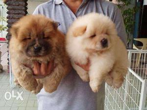 Dogshub Chow Chow Puppies Available