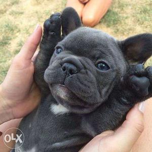 Dogshub French Bull Dog Puppies Available