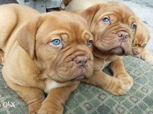Dogshub French Masiff Puppies Available