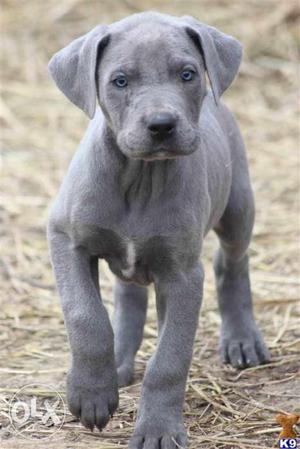 Dogshub Great Dane Puppies Available