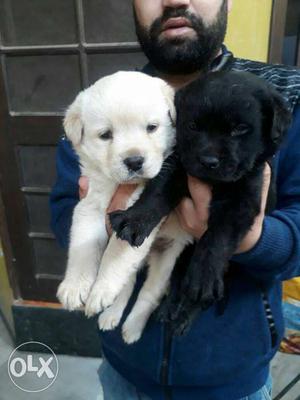 Exellent quality labrador puppy avilable for