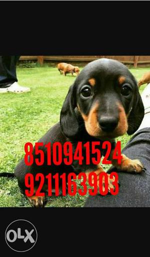 Family Dog Very Cute Dashound Male Puppy For Sell