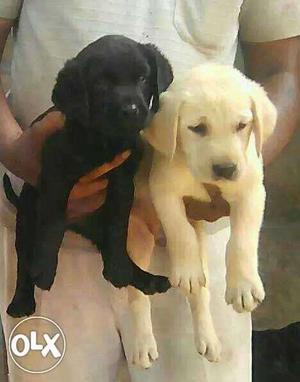 Fawn color lab female puppy available
