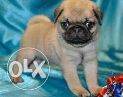 Fawn colour pug Puppies available for sale with paper