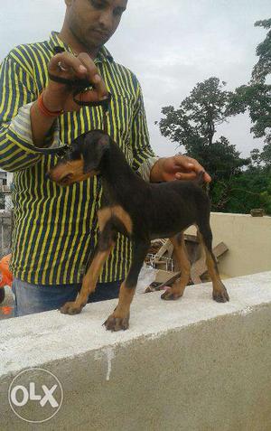 Female puppy Doberman available