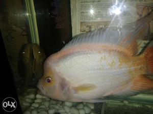 Fertile Male Midas chiclid 8 inch. fish food and