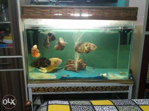 Fish Aquarium