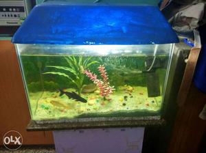 Fish tank aquarium for sale with stones and plant