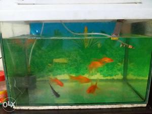 Fish tank with acrylic cover and oxygen machine