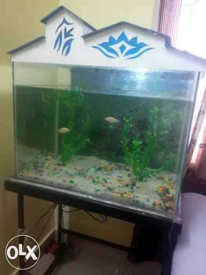 Fish tank with stand for sale along with 2 fish,