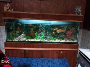 Five months old fish nhi h