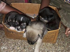 Four Black And Grey Puppies