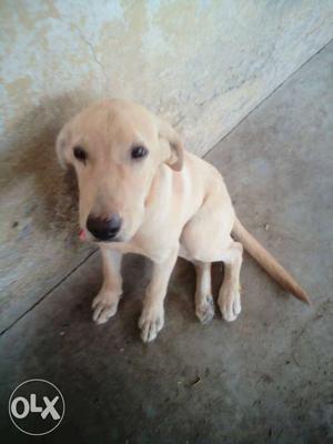 Four month Labrador female dog sales only