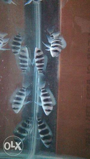 Frontosa Cichlids breeding size for sale.