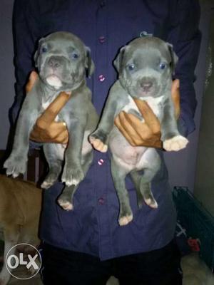 Full Blue American pitbull available for sell male female