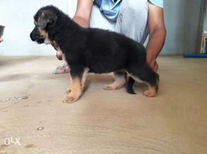 Full heavy bond and double coat gsd puppies available