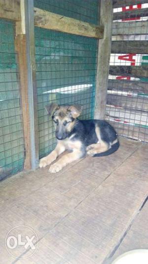 GermShepherd male two Puppies 3months old