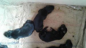 German Shephard,(3 male and 2 female)