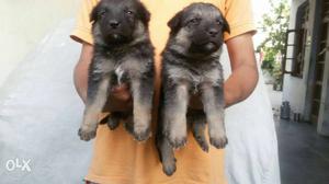 German Shepherd available adorable puppies male