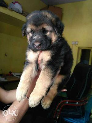 German Shepherd double coat female puppies