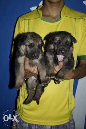 German Shepherd double coat puppies available all