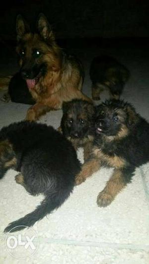 German Shepherd puppy on sale serious buyers