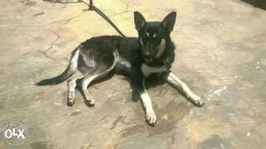 German shepherd 1 year old female