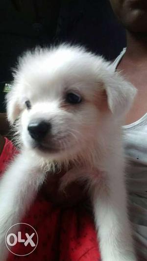 German spitz puppies for sale..