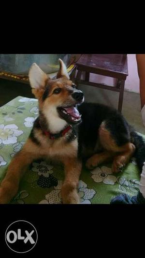Germanshephad 3.5 month puppy