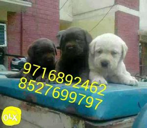 Ghaziabad quality k dogs puppies ghaziabad