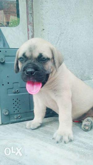 Going to new home bull mastiff puppies available