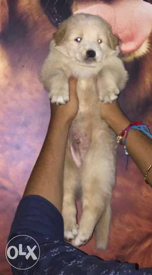 Golden Retriever Male puppy available for