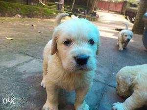 Golden Retriever puppy's