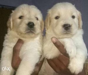 Golden retriever Female available at reasonable