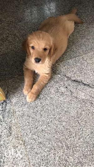 Golden retriever female 2 months old with all