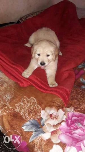 Golden retriever full healthy and quality puppies.