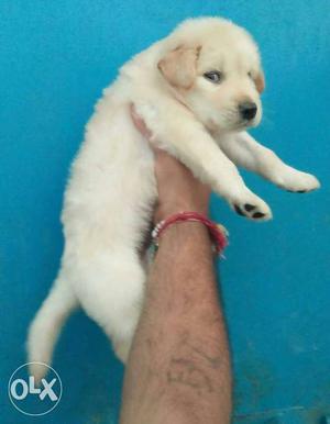 Golden retriever puppies available male and