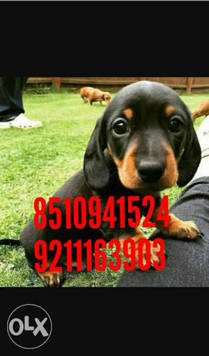 Good Quality Dashound Male Puppy Available
