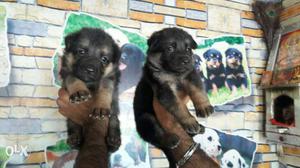 Good Quality German shepherd Puppy Available
